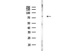 anti-RRN3 RNA Polymerase I Transcription Factor (RRN3) (pSer649) antibody