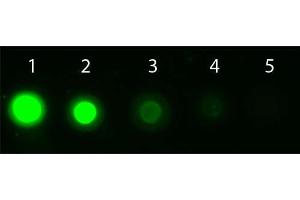 Dot Blot of AKT1 Allophycocyanin Conjugated Monoclonal Antibody. (AKT1 Antikörper  (Internal Region) (APC))