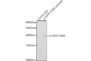 Immunoprecipitation analysis of 200 μg extracts of A-431 cells, using 3 μg Phospho-EGFR-Y1068 pAb (ABIN3020069, ABIN3020070, ABIN3020071 and ABIN6225505). (EGFR Antikörper  (pTyr1068))