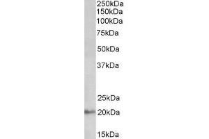 ABIN571258 (0. (DCTN3 Antikörper  (Internal Region))