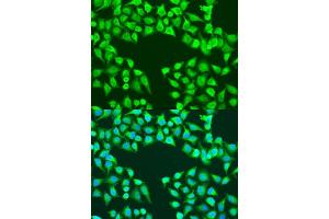 Immunofluorescence analysis of U2OS cells using EDIL3 antibody (ABIN7266904) at dilution of 1:100. (EDIL3 Antikörper  (AA 350-450))