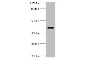 Western blot All lanes: Sulfotransferase family cytosolic 2B member 1 antibody at 4 μg/mL + MCF-7 whole cell lysate Secondary Goat polyclonal to rabbit IgG at 1/10000 dilution Predicted band size: 42, 40 kDa Observed band size: 42 kDa (SULT2B1 Antikörper  (AA 1-365))