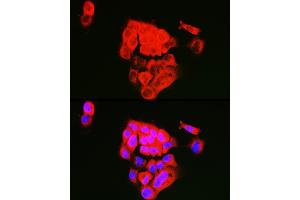 Immunofluorescence analysis of  cells using ECM1 Rabbit pAb (ABIN7267071) at dilution of 1:100 (40x lens).