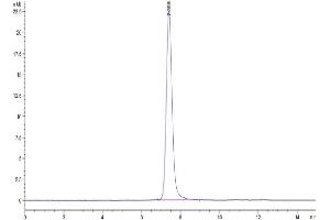 The purity of Mouse PLXNA1 is greater than 95 % as determined by SEC-HPLC. (Plexin A1 Protein (PLXNA1) (AA 28-1242) (His tag))