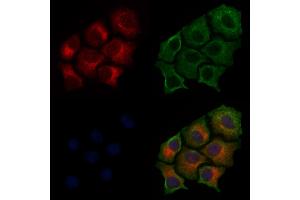 ABIN6255185 and ABIN6267483 staining HepG2 cells(30 min of 4uM Forskolin treatment) by IF/ICC. (IRS1 Antikörper  (pSer307))
