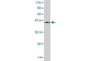 Western Blotting (WB) image for anti-CD3 epsilon (CD3E) (AA 23-207) antibody (ABIN514135)