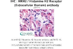 Image no. 1 for anti-Histamine Receptor H2 (HRH2) (3rd Extracellular Domain) antibody (ABIN1735573) (HRH2 Antikörper  (3rd Extracellular Domain))