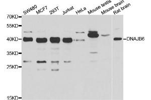 Western blot analysis of extracts of various cell lines, using DNAJB6 antibody. (DNAJB6 Antikörper)