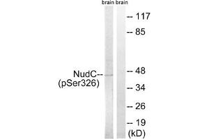 Western blot analysis of extracts from rat brain cells, using NudC (Phospho-Ser326) antibody.