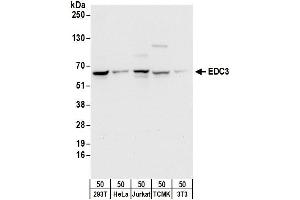 anti-Enhancer of mRNA Decapping 3 (EDC3) (AA 25-75) antibody
