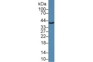 Western Blotting (WB) image for anti-Junctional Adhesion Molecule 2 (JAM2) (AA 74-250) antibody (ABIN7440674)