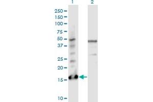 Western Blot analysis of PTMS expression in transfected 293T cell line by PTMS monoclonal antibody (M17), clone 3H5.