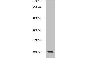 Western blot All lanes: Heat shock protein beta-2 antibody at 3 μg/mL + Mouse skeletal muscle tissue Secondary Goat polyclonal to rabbit IgG at 1/10000 dilution Predicted band size: 20 kDa Observed band size: 20 kDa (HSPB2 Antikörper  (AA 1-182))