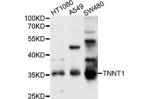 Western blot analysis of extracts of various cell lines, using TNNT1 antibody (ABIN5999082) at 1/1000 dilution. (TNNT1 Antikörper)