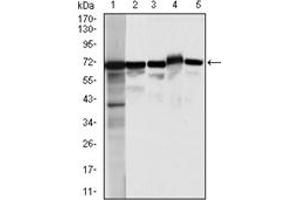 Western Blotting (WB) image for anti-Moesin (MSN) antibody (ABIN1108275) (Moesin Antikörper)