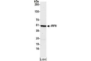 Western Blotting (WB) image for anti-Interferon Regulatory Factor 8 (IRF8) (AA 374-424) antibody (ABIN7451819) (IRF8 Antikörper  (AA 374-424))