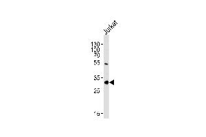 EXOSC2 Antibody (N-term) (ABIN1881328 and ABIN2843634) western blot analysis in Jurkat cell line lysates (35 μg/lane). (EXOSC2 Antikörper  (N-Term))