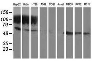 Image no. 2 for anti-Glutathione Synthetase (GSS) antibody (ABIN1498538) (Glutathione Synthetase Antikörper)