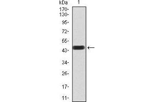 Western blot analysis using SALL4 mAb against human SALL4 (AA: 954-1053) recombinant protein.