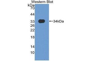 Western Blotting (WB) image for anti-Myxovirus Resistance Protein 1 (MX1) (AA 80-342) antibody (ABIN1171692) (MX1 Antikörper  (AA 80-342))