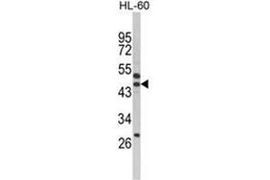 Western blot analysis of SERPINB7 Antibody (Center) in HL-60 cell line lysates (35ug/lane). (SERPINB7 Antikörper  (Middle Region))