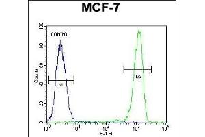 RABG Antibody (N-term) 0460a flow cytometric analysis of MCF-7 cells (right histogram) compared to a negative control cell (left histogram). (RABGAP1 Antikörper  (N-Term))