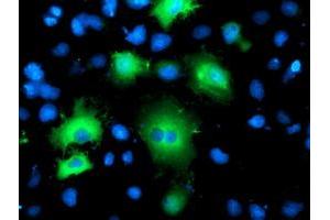 Anti-BAIAP2 mouse monoclonal antibody (ABIN2454654) immunofluorescent staining of COS7 cells transiently transfected by pCMV6-ENTRY BAIAP2 (RC214570). (BAIAP2 Antikörper)