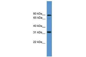 WB Suggested Anti-ATOH8 Antibody Titration:  0. (ATOH8 Antikörper  (C-Term))