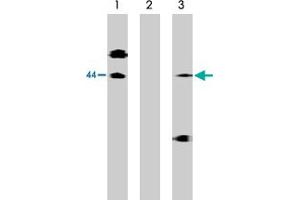 Western blot analysis of lysates of McA-RH7777 cells transfected with full length human S1PR1 protein using S1PR1 polyclonal antibody  at 10 ug/mL (Lane 1), antibody preincubated with specific blocking peptide (Lane 2) and antibody preincubated with non-specific control peptide (Lane 3). (S1PR1 Antikörper  (C-Term))