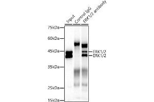 Immunoprecipitation analysis of 300 μg extracts of NIH/3T3 cells using 3 μg ERK1/2 antibody (ABIN7268620). (ERK1 Antikörper)