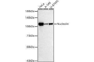 Western blot analysis of extracts of various cell lines, using Nucleolin antibody (ABIN7269035) at 1:500 dilution. (Nucleolin Antikörper)