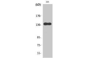 Western Blotting (WB) image for anti-Zinc Finger, MYND-Type Containing 8 (ZMYND8) (Internal Region) antibody (ABIN3186648)