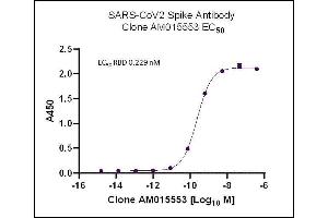 AbFlex SARS-CoV-2 Spike Antibody (rAb) (AM015553) tested by ELISA using SARS Spike protein RBD. (Rekombinanter SARS-CoV-2 Spike Antikörper)
