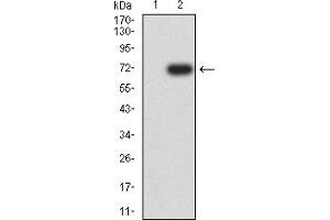 Western blot analysis using KRT13 mAb against HEK293-6e (1) and KRT13 (AA: 104-458)-hIgGFc transfected HEK293-6e (2) cell lysate. (Cytokeratin 13 Antikörper  (AA 104-458))