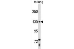 Western Blotting (WB) image for anti-Thyroid Hormone Receptor Associated Protein 3 (THRAP3) antibody (ABIN2998769) (THRAP3 Antikörper)