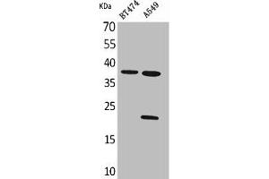 Western Blot analysis of BT474 A549 cells using IFN-α1 Polyclonal Antibody (IFNA1 Antikörper  (C-Term))