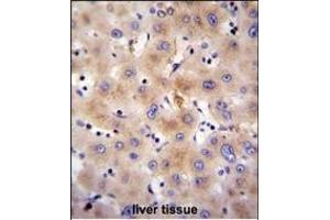 FBXO47 Antibody (N-term) (ABIN655283 and ABIN2844874) immunohistochemistry analysis in formalin fixed and paraffin embedded human liver tissue followed by peroxidase conjugation of the secondary antibody and DAB staining. (FBXO47 Antikörper  (N-Term))