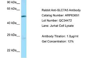 Western Blotting (WB) image for anti-Solute Carrier Family 7 (Cationic Amino Acid Transporter, Y+ System), Member 5 (SLC7A5) (N-Term) antibody (ABIN2789581) (SLC7A5 Antikörper  (N-Term))