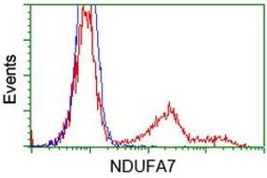 HEK293T cells transfected with either RC200534 overexpress plasmid (Red) or empty vector control plasmid (Blue) were immunostained by anti-NDUFA7 antibody (ABIN2454390), and then analyzed by flow cytometry. (NDUFA7 Antikörper)