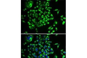 Immunofluorescence (IF) image for anti-Mitochondrial Ribosomal Protein L28 (MRPL28) antibody (ABIN7261852)
