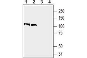 Western blot analysis of mouse brain lysate (lanes 1 and 3) and rat brain membranes (lanes 2 and 4): - 1,2. (Contactin 1 Antikörper  (Extracellular, N-Term))