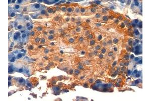 Detection of NSE in Rat Pancreas Tissue using Polyclonal Antibody to Enolase, Neuron Specific (NSE)