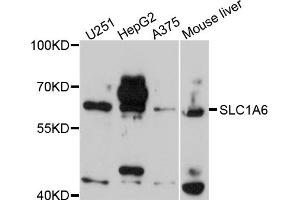 Western blot analysis of extracts of various cell lines, using SLC1A6 antibody. (SLC1A6 Antikörper)