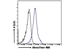 (ABIN185217) Flow cytometric analysis of paraformaldehyde fixed A431 cells (blue line), permeabilized with 0. (BAF53A and BAF53B (C-Term) Antikörper)