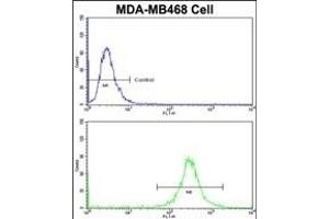 Flow cytometric analysis of MDA-M cells using VPS53 Antibody (N-term)(bottom histogram) compared to a negative control cell (top histogram)FITC-conjugated goat-anti-rabbit secondary antibodies were used for the analysis. (VPS53 Antikörper  (N-Term))