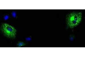 Anti-MPP3 mouse monoclonal antibody (ABIN2453327) immunofluorescent staining of COS7 cells transiently transfected by pCMV6-ENTRY MPP3 (RC208903). (MPP3 Antikörper)