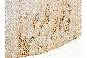 ABIN7094492 and ABIN7098541 at 1/100 staining Rat kidney tissue by IHC-P. (P-Selectin Antikörper  (C-Term))