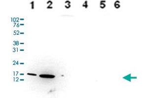 Western Blot analysis of (1) 25 ug whole cell extracts of Hela cells, (2) 15 ug histone extracts of Hela cells, (3) 1 ug of recombinant histone H2A, (4) 1 ug of recombinant histone H2B, (5) 1 ug of recombinant histone H3, (6) 1 ug of recombinant histone H4. (HIST1H3A Antikörper  (3meLys9))