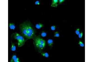 Immunofluorescence (IF) image for anti-Interferon Regulatory Factor 6 (IRF6) antibody (ABIN1498902) (IRF6 Antikörper)