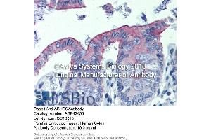 Immunohistochemistry (IHC) image for anti-Abhydrolase Domain Containing 5 (ABHD5) (C-Term) antibody (ABIN310342) (ABHD5 Antikörper  (C-Term))